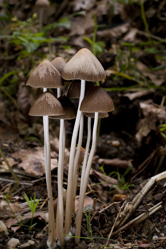 Psathyrella conopilus